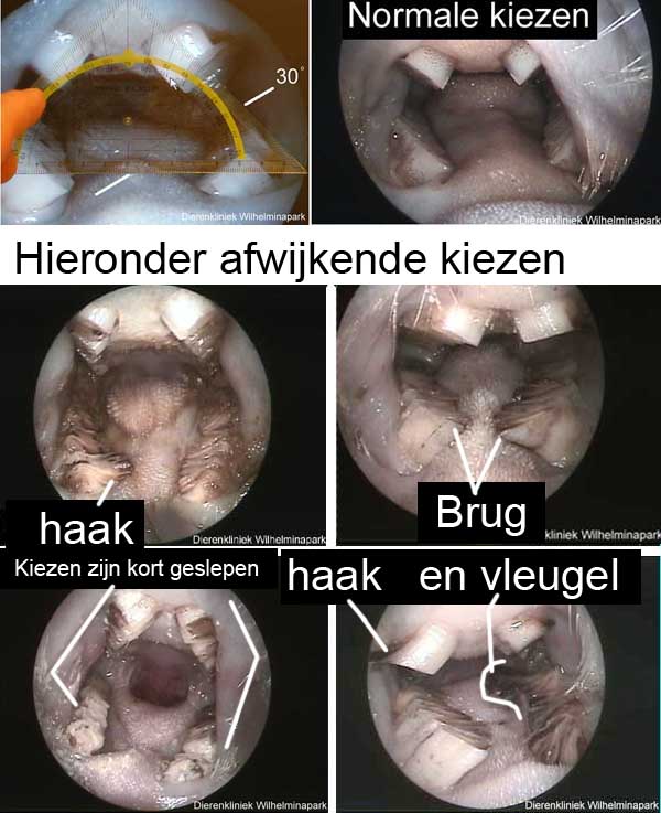 Cavia kiezen normaal en afwijkend